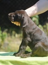 wye niemiecki, spinone italiano
