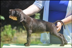wye niemiecki, spinone italiano
