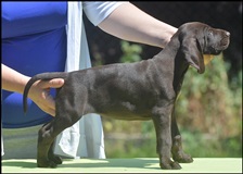 wye niemiecki, spinone italiano