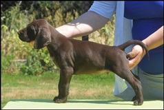 wye niemiecki, spinone italiano