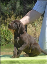 wye niemiecki, spinone italiano