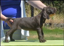 wye niemiecki, spinone italiano