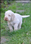 wye niemiecki, spinone italiano
