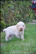 wye niemiecki, spinone italiano