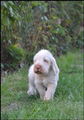 wye niemiecki, spinone italiano