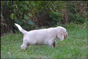 wye niemiecki, spinone italiano