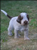 wye niemiecki, spinone italiano