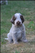 wye niemiecki, spinone italiano
