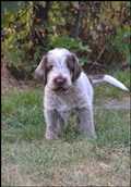 wye niemiecki, spinone italiano