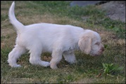 wye niemiecki, spinone italiano