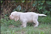 wye niemiecki, spinone italiano