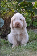 wye niemiecki, spinone italiano