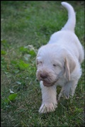 wye niemiecki, spinone italiano
