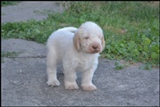 wye niemiecki, spinone italiano