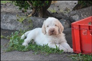 wye niemiecki, spinone italiano