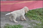 wye niemiecki, spinone italiano