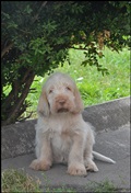 wye niemiecki, spinone italiano