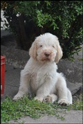 wye niemiecki, spinone italiano