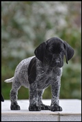 wye niemiecki, spinone italiano