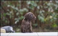 wye niemiecki, spinone italiano