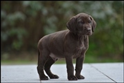 wye niemiecki, spinone italiano
