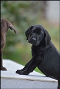 wye niemiecki, spinone italiano
