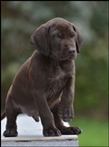wye niemiecki, spinone italiano