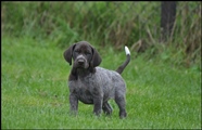wye niemiecki, spinone italiano