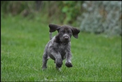 wye niemiecki, spinone italiano