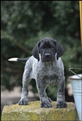 wye niemiecki, spinone italiano