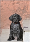 wye niemiecki, spinone italiano