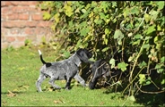 wye niemiecki, spinone italiano