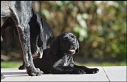 wye niemiecki, spinone italiano