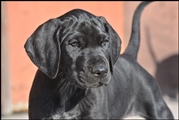 wye niemiecki, spinone italiano