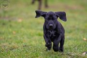 wye niemiecki, spinone italiano