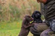 wye niemiecki, spinone italiano