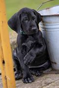 wye niemiecki, spinone italiano