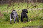 wye niemiecki, spinone italiano