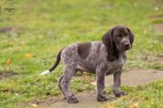 wye niemiecki, spinone italiano