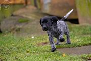 wye niemiecki, spinone italiano