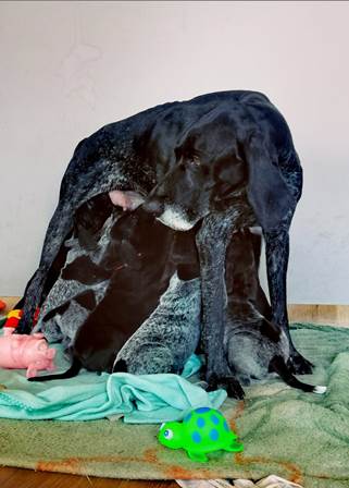 wye niemiecki, spinone italiano