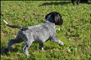 wye niemiecki, spinone italiano