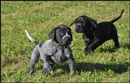 wye niemiecki, spinone italiano
