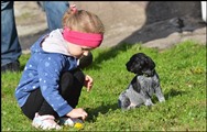 wye niemiecki, spinone italiano