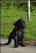 wye niemiecki, spinone italiano