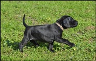 wye niemiecki, spinone italiano