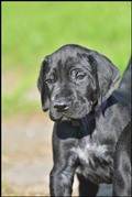 wye niemiecki, spinone italiano