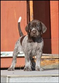 wye niemiecki, spinone italiano