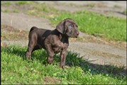 wye niemiecki, spinone italiano