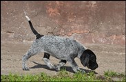 wye niemiecki, spinone italiano